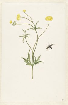 Double yellow ranunculus and insect, c.1674-c.1692. Creator: Pieter Withoos