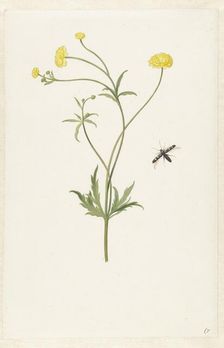 Double yellow ranunculus and insect, c.1674-c.1692. Creator: Pieter Withoos