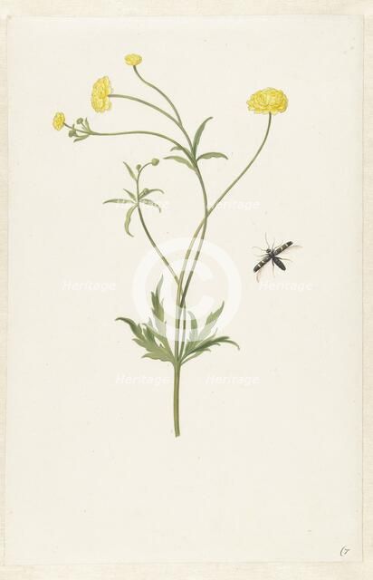 Double yellow ranunculus and insect, c.1674-c.1692. Creator: Pieter Withoos.