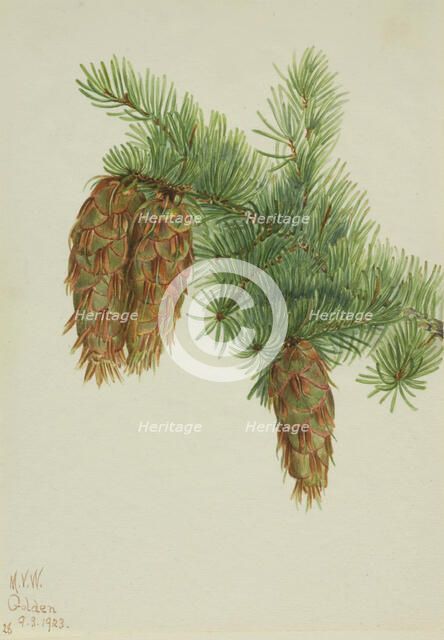 Douglas Fir (Pseudotsuga mucronata), 1923. Creator: Mary Vaux Walcott.