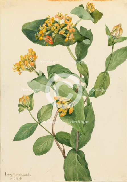 Douglas Honeysuckle (Lonicera glaucescens), 1919. Creator: Mary Vaux Walcott.