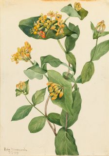 Douglas Honeysuckle (Lonicera glaucescens), 1919. Creator: Mary Vaux Walcott