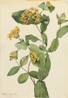 Douglas Honeysuckle (Lonicera glaucescens), 1919. Creator: Mary Vaux Walcott