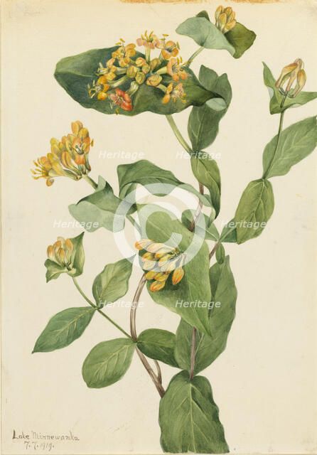 Douglas Honeysuckle (Lonicera glaucescens), 1919. Creator: Mary Vaux Walcott.