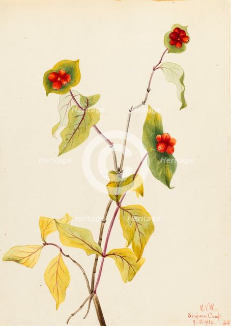 Douglas Honeysuckle (Lonicera glaucescens), 1922. Creator: Mary Vaux Walcott.