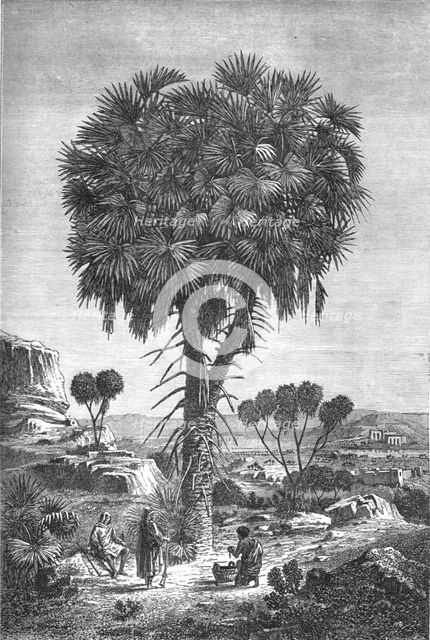 'Doum palm of the Soudan; A journey through Soudan and Western Abyssinia, with Reminiscences...1875. Creator: Unknown.
