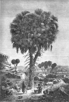 Doum palm of the Soudan; A journey through Soudan and Western Abyssinia, with Reminiscences...1875. Creator: Unknown