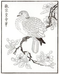 Dove, 1886