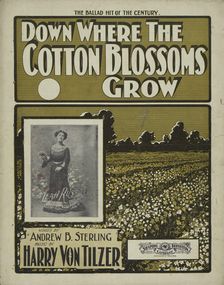 Down where the cotton blossoms grow 1901. Creator: Unknown