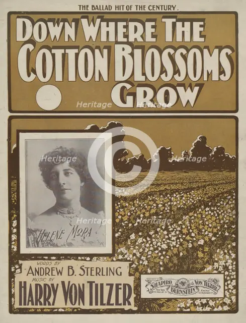 'Down where the cotton blossoms grow', 1901.  Creator: Unknown.