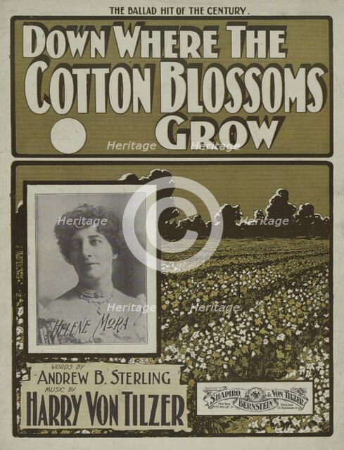 'Down where the cotton blossoms grow', 1901.  Creator: Unknown.