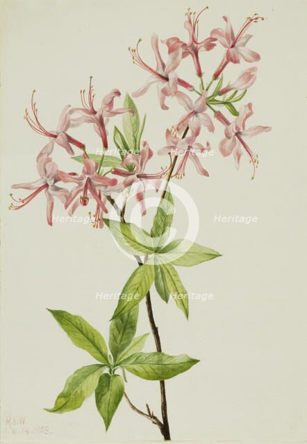 Downy Pinxter Bloom (Azalea rosea), 1923. Creator: Mary Vaux Walcott.