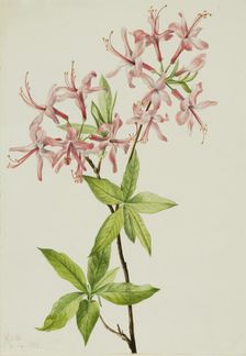 Downy Pinxter Bloom (Azalea rosea), 1923. Creator: Mary Vaux Walcott