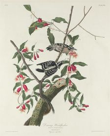 Downy Woodpecker, 1831. Creator: Robert Havell