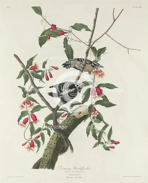 Downy Woodpecker, 1831. Creator: Robert Havell.