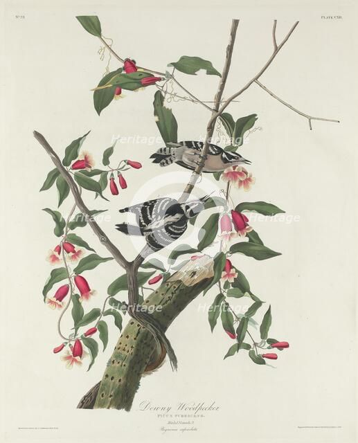 Downy Woodpecker, 1831. Creator: Robert Havell.