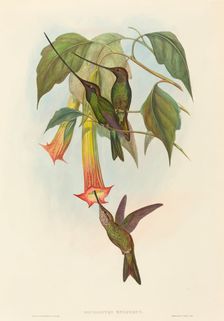 Docimastes ensiferus (Sword-billed Hummingbird). Creators: John Gould, Henry Constantine Richter
