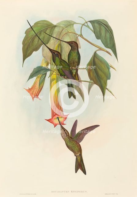 Docimastes ensiferus (Sword-billed Hummingbird). Creators: John Gould, Henry Constantine Richter.