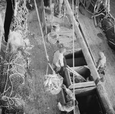 Dock stevedores at the Fulton fish market sending up baskets of fish from..., New York, 1943. Creator: Gordon Parks