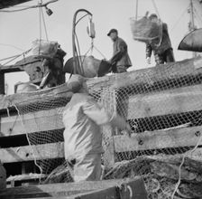 Dock stevedores at the Fulton fish market sending up baskets of fish..., New York, 1943. Creator: Gordon Parks