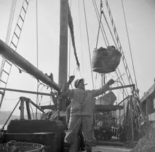 Dock stevedores at the Fulton fish market sending up baskets of fish from the..., New York, 1943. Creator: Gordon Parks