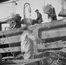 Dock stevedores at the Fulton fish market sending up baskets of fish..., New York, 1943. Creator: Gordon Parks
