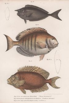 Doctorfish tang, Common snapper, Short-snouted unicornfish