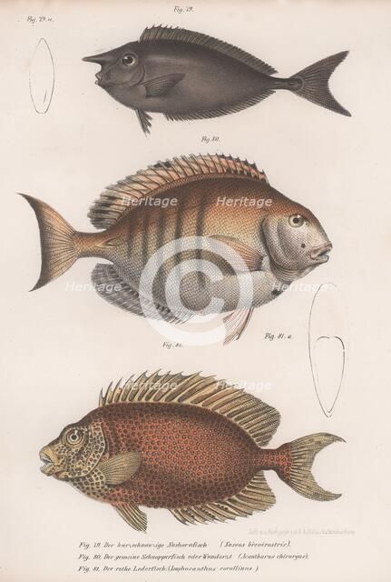 Doctorfish tang, Common snapper, Short-snouted unicornfish. Artist: Unknown.