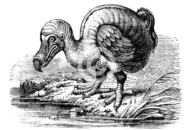 Dodo, 1884. Artist: Unknown
