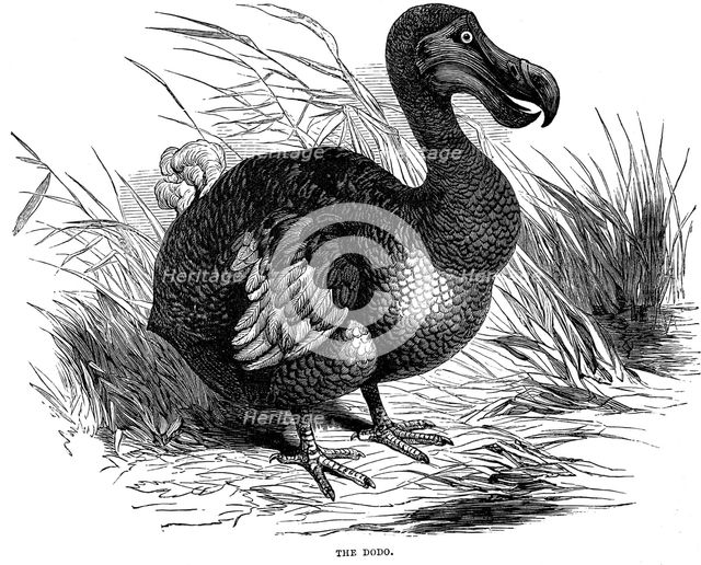 Dodo, 1884. Artist: Unknown
