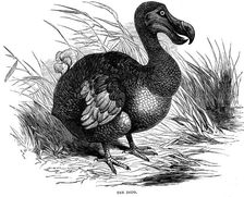 Dodo, 1884