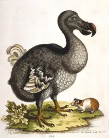 Dodo and guinea pig, 1750. Artist: George Edwards
