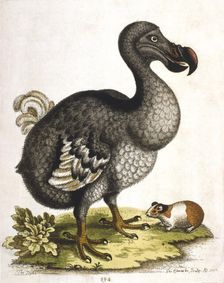 Dodo and guinea pig, 1750. Artist: George Edwards