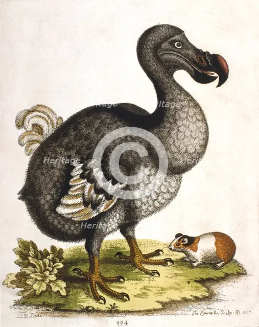 Dodo and guinea pig, 1750. Artist: George Edwards