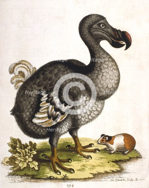 Dodo and guinea pig, 1750. Artist: George Edwards