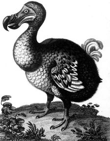 Dodo, c1804