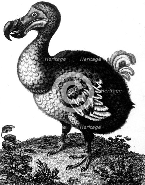 Dodo, c1804. Artist: Unknown