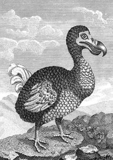 Dodo, late 18th century