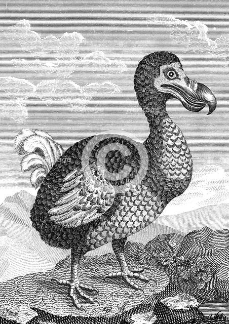 Dodo, late 18th century. Artist: Unknown