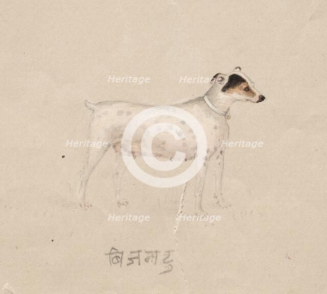Dog, 1800s. Creator: Unknown.