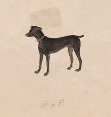 Dog, 1800s. Creator: Unknown