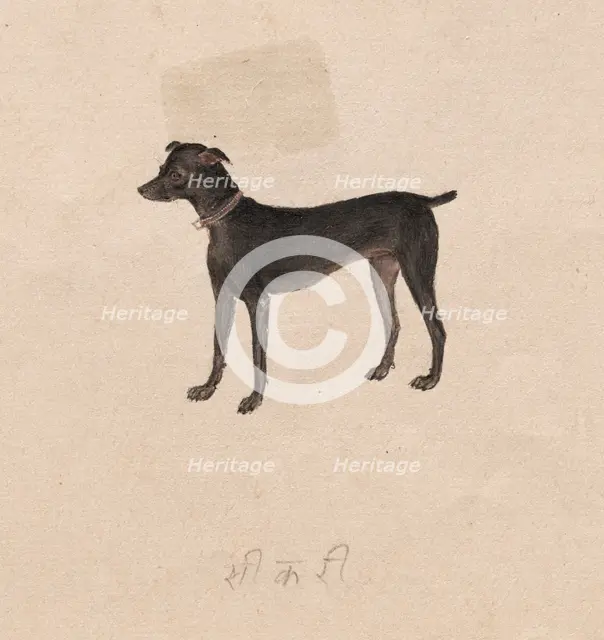 Dog, 1800s. Creator: Unknown.