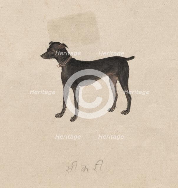 Dog, 1800s. Creator: Unknown.