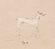 Dog, 1800s. Creator: Unknown
