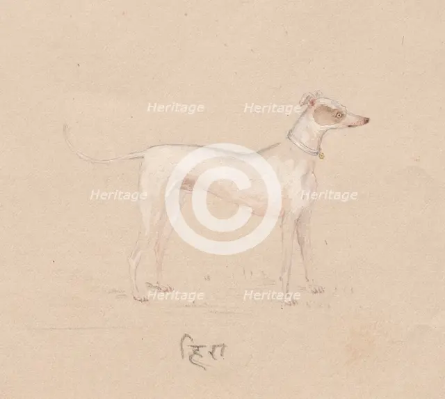 Dog, 1800s. Creator: Unknown.