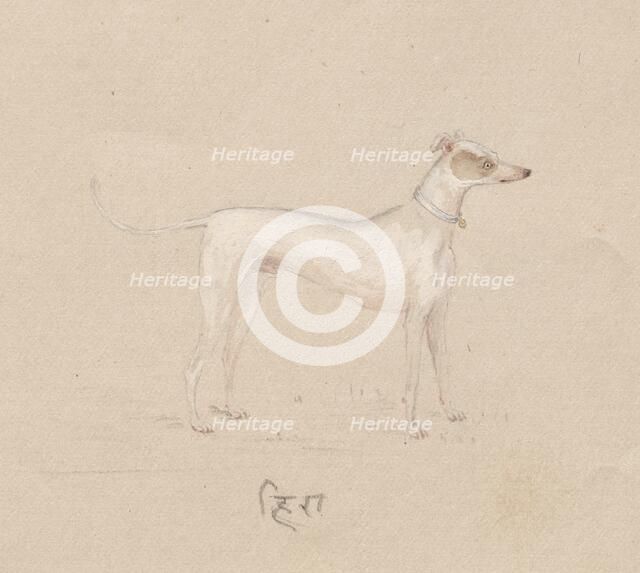 Dog, 1800s. Creator: Unknown.