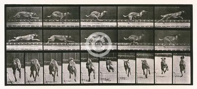 Dog, 1872-1885. Creator: Eadweard J Muybridge.