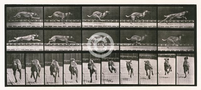 Dog, 1872-1885. Creator: Eadweard J Muybridge.