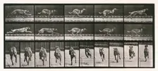 Dog, 1872-1885. Creator: Eadweard J Muybridge