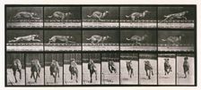Dog, 1872-1885. Creator: Eadweard J Muybridge